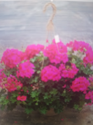 Hanging Basket of Flowers Outdoor