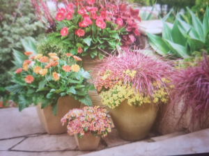 Patio Pots  Outdoor