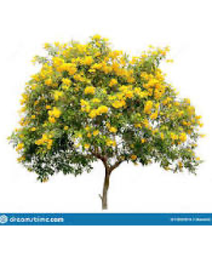 Tecoma Tree Decorative Tree